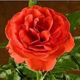 Trumpeter-Rose-Bush-Organic-Grown-Orange--Scarlet-Flowers-4-Inch-Container--Easy-To-Grow-Shrub-Rose