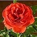 Trumpeter Rose Bush Organic Grown Orange - Scarlet Flowers 4 Inch Container - Easy To Grow Shrub Rose