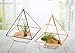 Glass Terrarium - Geometric Diamond Desktop Garden Planter by Mindful Design (Black)