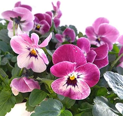 Amazon Co Jp ビオラ ももか ホワイトブロッチピンクシェード3 3 5号ポット 12株セット 試作品種 ホーム キッチン