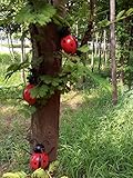 starbluegarden 3pcs Metal Red Ladybug Wall Hanger Wall Hanging Outdoor Garden Decor