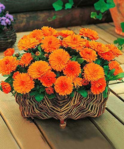 Splendour Seeds  Calendula Officinalis L. Orange Gitana flower seeds