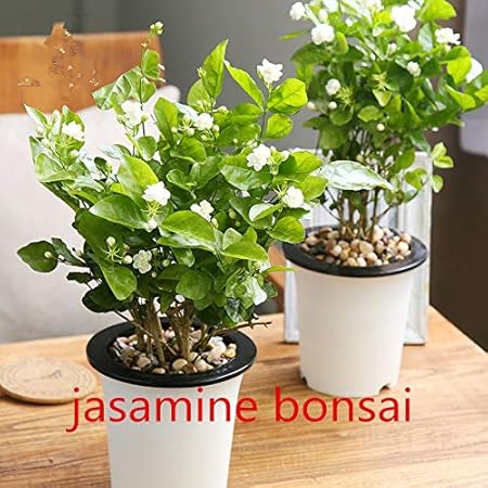 Pinkdose 10 Pc Weisse Jasmin Pflanzen Arabische Jasmin Aromatische Pflanze Guter Geruch Chinesisch Blume Fur Zu Hause Garten Bepflanzung Amazon De Garten