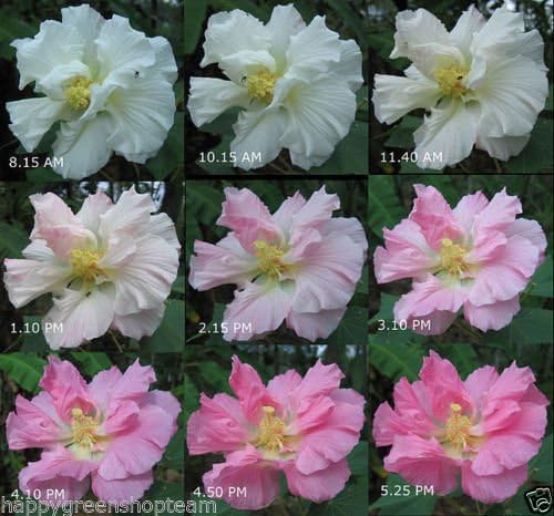 Amazon Com Confederate Rose 30 Seeds Hibiscus Mutabilis Amazing Color Change Flower Garden Outdoor