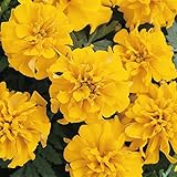 Outsidepride Tagetes Patula Gold French Marigold