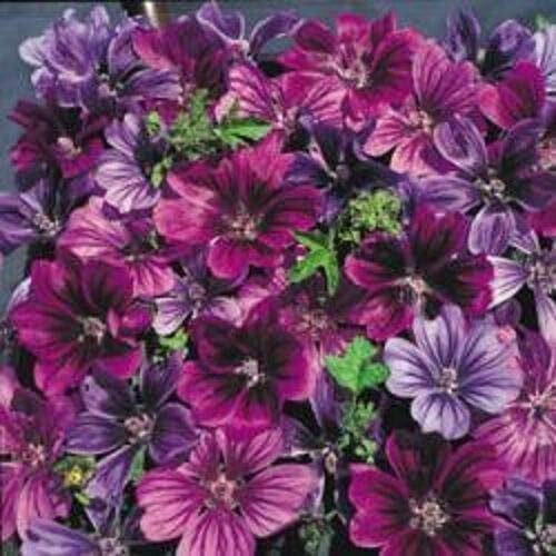 Wafer Malva - Sylvestris Mystic Merlin - 10 Seeds
