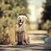 Puppy Pads, 34