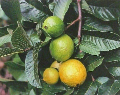 amazon com hawaiian guava fruit plant seeds pack of 50 grow hawaii garden outdoor hawaiian guava fruit plant seeds pack of 50 grow hawaii