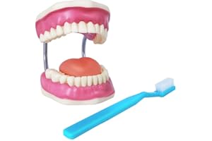 Dental Teeth Care Model, Mouth Model, Enlarged 6 Times Standard Size,for Children, Dental Hospital Health Education Mouth Mod