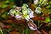 Ludwigia Repens 'Ovalis' - Live Aquarium Plants Freshwater Decorations BUY2GET1FREE