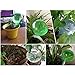 Autrix 4 Pieces Watering Bulbs Mini Automatic Watering PVC Self Watering Globes for Plants (Clear)