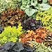 50 Mixed Coral Bell Seeds