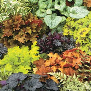 50 Mixed Coral Bell Seeds 50 Mixed Coral Bell Seeds
