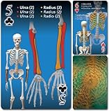 Human skeleton playing cards (English, Spanish and French Edition)