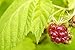 Red Raspberry Leaf Tea, Organically Grown Herbal Loose Leaf Tea By Wild Foods Co (8 ounce)