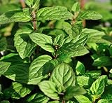 400 Lemon Mint Seed Germination Rate Is Very High, Relaxed and Pleasant