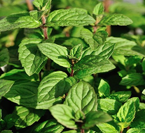 400 Lemon Mint Seed Germination Rate Is Very High, Relaxed and Pleasant