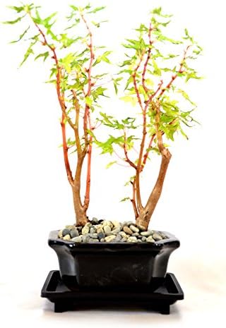 9Greenbox Grape Leafed Begonia Bonsai, 4 Pound