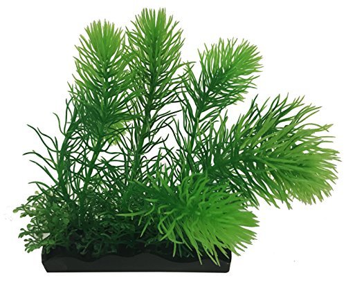 water sprite aquatic plant water sprite aquatic plant
