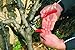 Felco Pruning Shears (F 13) – High Performance Swiss Made One-Hand or Two-Hand Garden Pruner with Steel Bladethumb 2