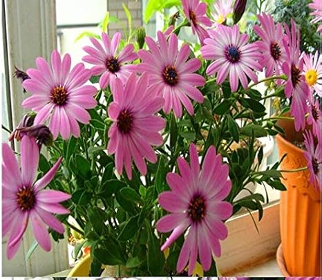 Amazon ピンク Guwxアフリカンブルーアイズデイジー種子osteospermum種子ケープミックス花家宝30ピース 花