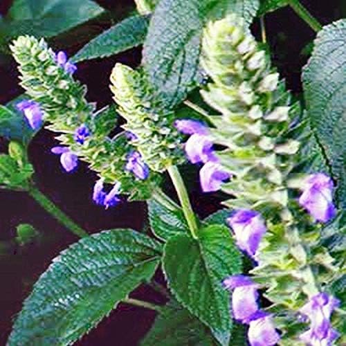 Cheer Plant Seeds Salvia Hispanica White Seeds Health Diet Blooming Bulk 100 Seeds