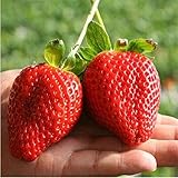 Giant Strawberry Seeds, PATHONOR 100Pcs Giant Red Strawberry Organic Seeds Garden