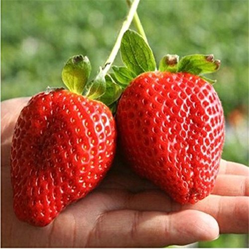 Giant Strawberry Seeds, PATHONOR 100Pcs Giant Red Strawberry Organic Seeds Garden Giant Strawberry Seeds, PATHONOR 100Pcs Giant Red Strawberry Organic Seeds Garden