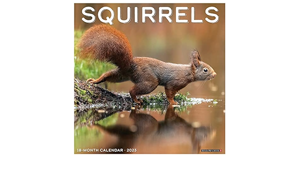 2023 Squirrel Calendar Squirrels 2023 Wall Calendar: Willow Creek Press: 9781549227806:  Amazon.com: Books