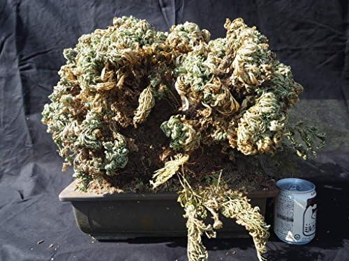 春を待つ岩松 イワヒバ 45ｘ35ｘ37 セール第2弾 21 3 11 セールsale Off 2