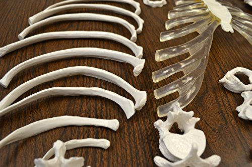 6 Disarticulated+Skeleton+Medical+Quality+Height