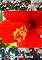 Livro Flores Em Pauliceia