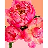 Pink Picasso - Adult Paint by Numbers Kit 16x20 (Petal Power)