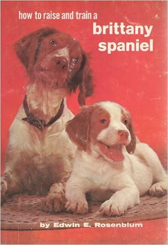 raising a brittany spaniel