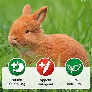 Röhnfried Darmwohl integratore Alimentare (250 ml) per roditori, pollame e Piccoli Animali, digestione favorita e…