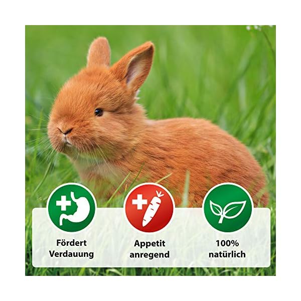 Röhnfried Darmwohl integratore Alimentare (250 ml) per roditori, pollame e Piccoli Animali, digestione favorita e…