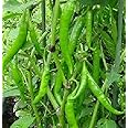 Green Power F1 Hybrid Hot Pepper Seeds - Jwala Type Pepper Used in Indian Dishes(50 - Seeds)