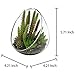 MyGift Small Artificial Cactus Plants with Slanted Clear Glass Terrarium Vase