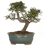 Brussel's CT9005CE Chinese Elm Bonsai