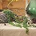Artiflr 4pcs Artificial Hanging Plants Fake Succulents String of Pearls Fake Hanging Basketplant Lover's Tears Succulent Branch for Home Kitchen Office Garden Wedding Decor