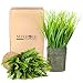 Artificial Plants Fern Fake Shrubs Bushe 11