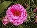 (APOR)~"SUNDIAL PEPPERMINT" PORTULACA~Seed!!~~Great Moss Rose!