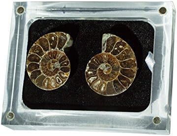 Ammonite Nautiloid Fossil Specimen - with Display Case