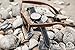 Viable Harvest Men’s Wood Walnut Watch with Matching Real Wooden Wayfarer Sunglasses and Gift Box