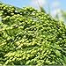 Ikshvaku Organics Proso Millet | Chena | Broomcorn | Natural Indian Farm Products from Karnataka | ONE Pack