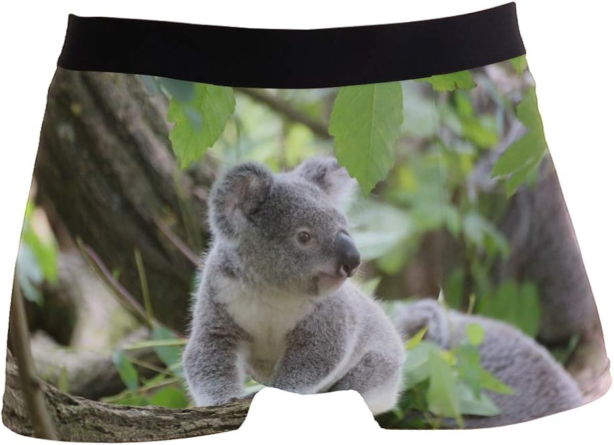 Animal Cute Koala Phascolarctos Bear Mens Boxer Briefs for Boy Youth