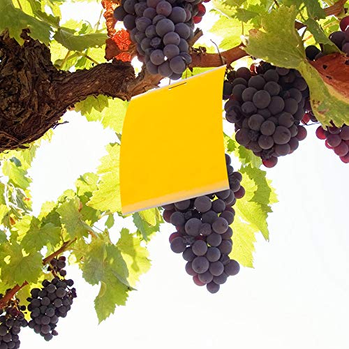 3 Gideal+Dual+Sided+Yellow+Whiteflies+Leafminers