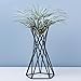 Tabletop Metal Big Air Plant Holders Big Air Plant Stands Air Plant Containers Air Plant Racks Tillandsia Stands Tillandsia Holders Tillandsia Racks (Black)thumb 1