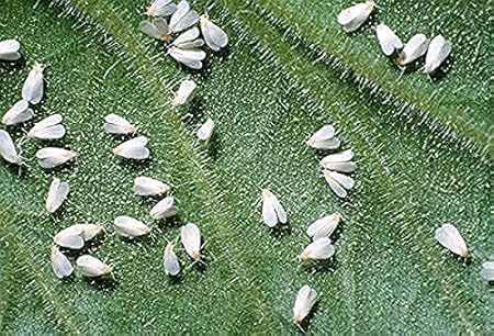 Gao Organic Insecticide Useful Into Home for Controlling Pests, Plants and Gardens Water Soluble Highly Concentrated All in One Product (250ml)