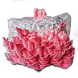 Grow Your Own Mushrooms Kit - Colonized Pink Oyster Mushrooms - up to 4 lbs